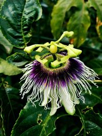 Close-up of passion flower