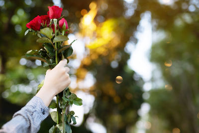 Close-up of hand holding flowering plant