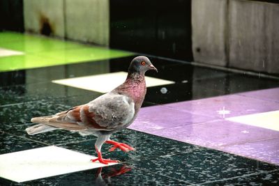 Pigeon perching on a floor