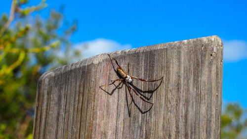 Close-up of grasshopper on wooden post