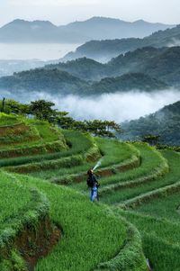 Scenic view of agricultural field