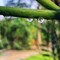 Close-up of water drops on leaf