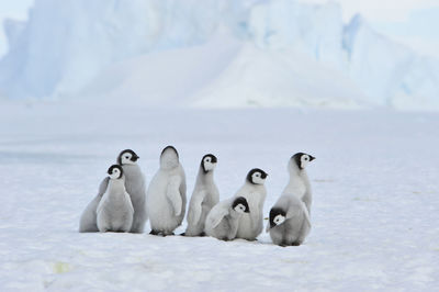 View of birds on snow covered landscape