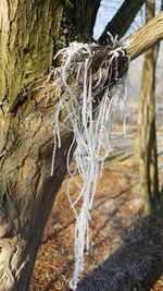 Close-up of water splashing on tree