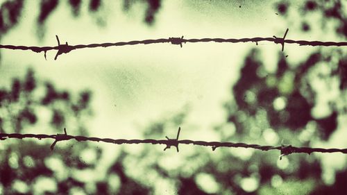 Close-up of barbed wire against blurred background