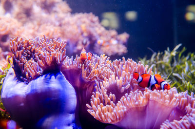 Close-up of coral in aquarium
