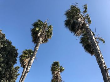 Low angle view of coconut palm trees against clear blue sky