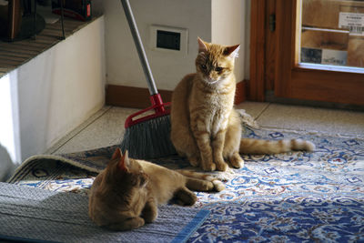 Cat sitting on rug at home