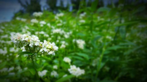 Close-up of white flowers