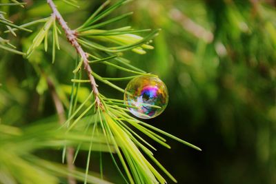 Close-up of plant growing on tree