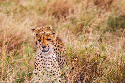 Cheetah on field