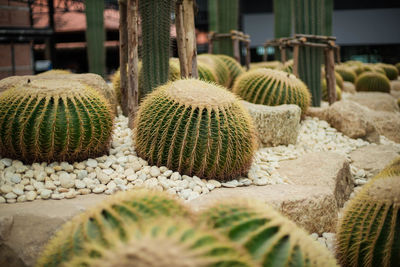 Close-up of succulent plant