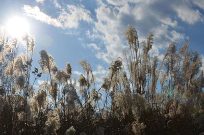 Low angle view of plants against sky