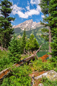 Scenic view of trees and mountains against sky