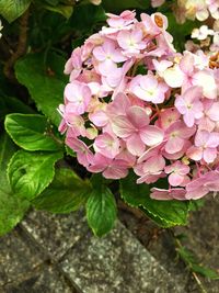 Close-up of pink flowers