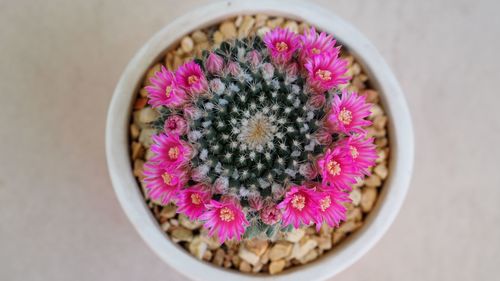 High angle view of pink flowers on table