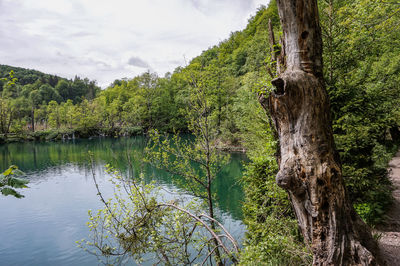 Scenic view of lake in forest against sky