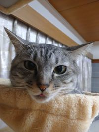 Close-up portrait of cat