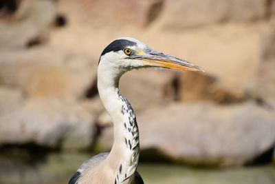 Close-up of bird