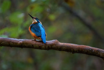 Kingfisher perched on a branch in a wood