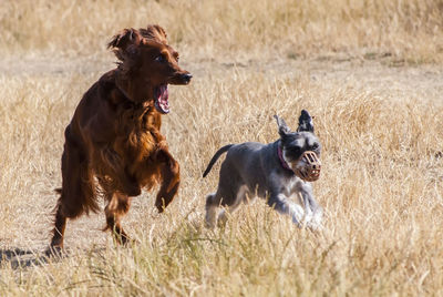 Dogs running on field