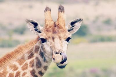 Close-up view of an animal