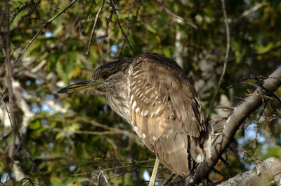 Close-up of eagle perching on tree