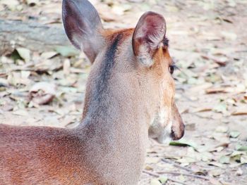 Close-up portrait of horse