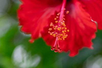 Close-up of red hibiscus flower