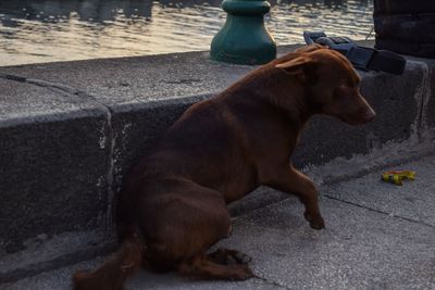 Dog in water