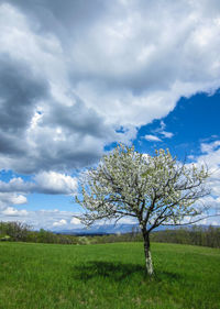 Tree on field against sky