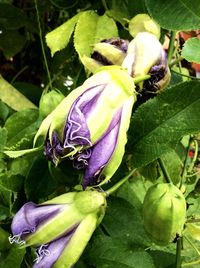 Close-up of purple flower