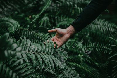 Hand touching plant leaves