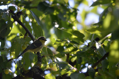 Low angle view of bird perching on tree