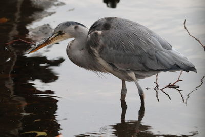 View of heron in lake