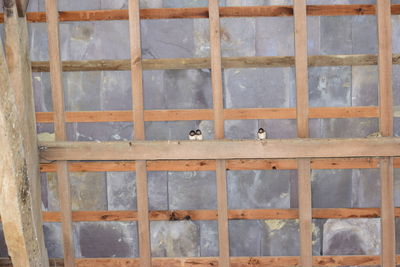 Bird perching on floor