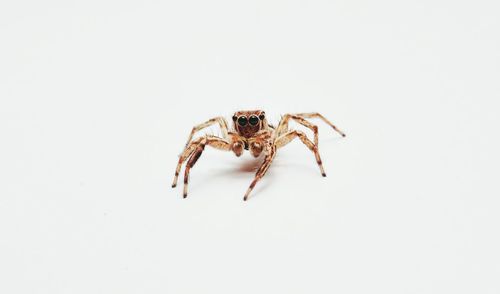 Close-up of spider on white background