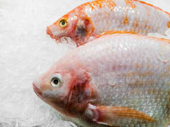 Close-up of fish for sale