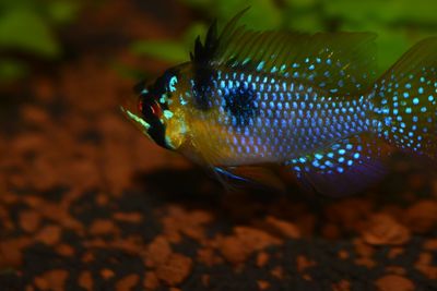 Close-up of fish swimming in aquarium