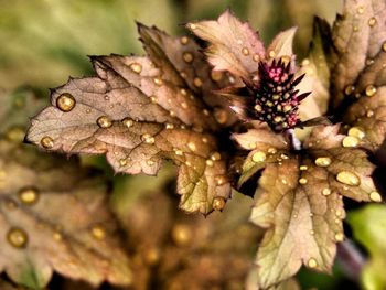 Close-up of wet leaves on plant