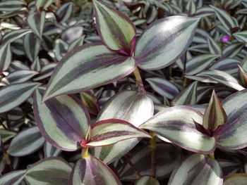 Full frame shot of flowering plants