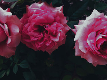 Close-up of roses blooming outdoors