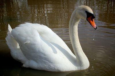 Swan floating in a lake