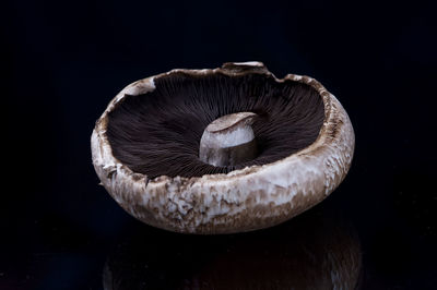 Close-up of mushroom against black background