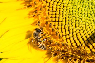 Close-up of bee on yellow flower