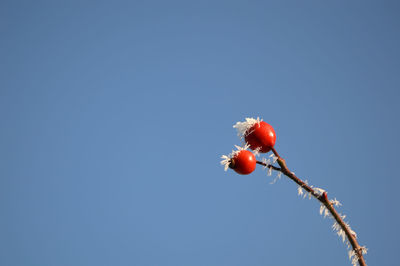 Low angle view of red berries against clear sky