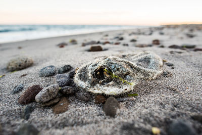 Dead fish at sandy beach