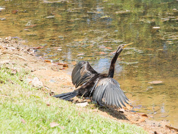 High angle view of bird flying over water