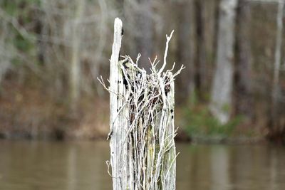 Close-up of tree trunk