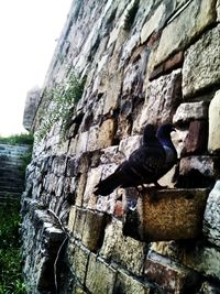 Bird perching on wall